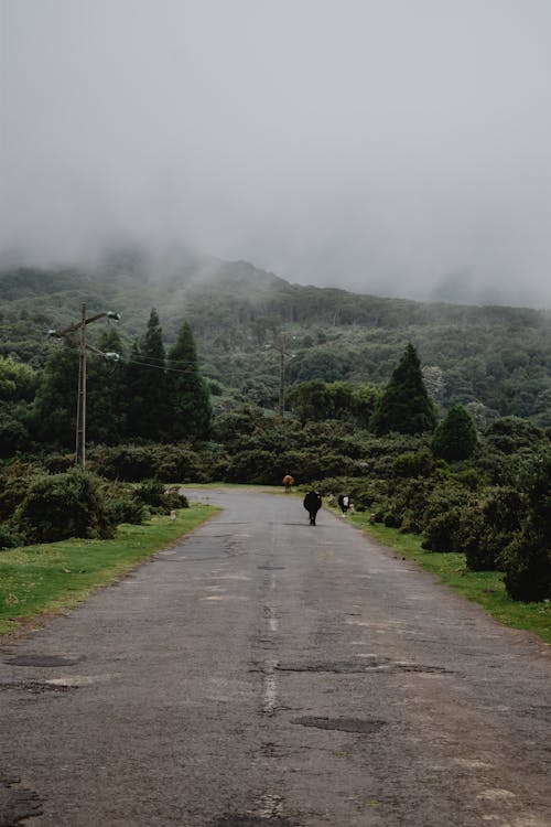 Vertical Shot of Cows Walking on an Asphalt Road in Green Mountains