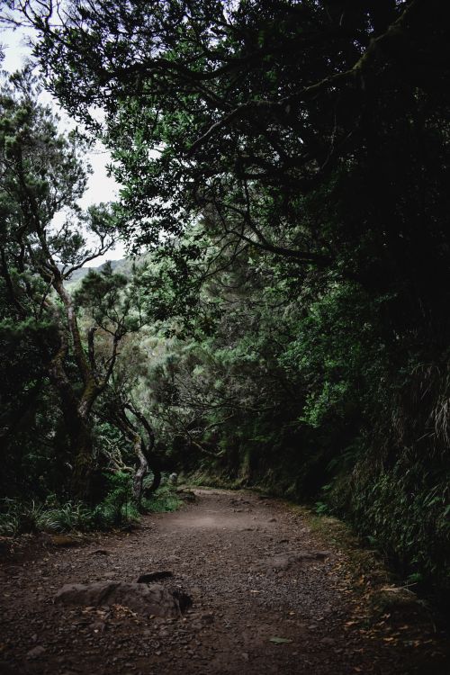 Free A tranquil forest trail surrounded by lush greenery in Madeira, ideal for nature walks and exploration. Stock Photo