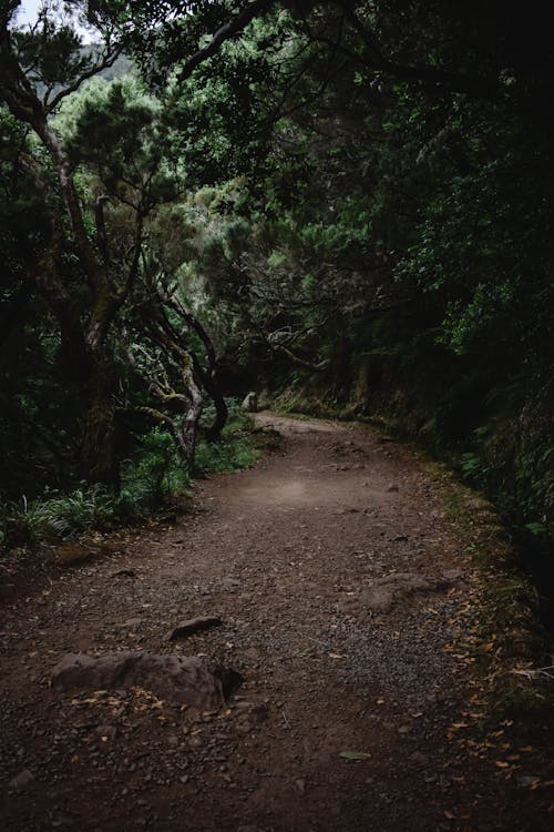 Free An Empty Forest Path  Stock Photo
