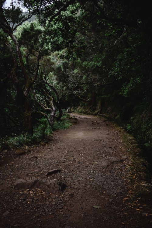 Free Tranquil forest trail in Madeira, Portugal, showcasing lush greenery and a peaceful path. Stock Photo