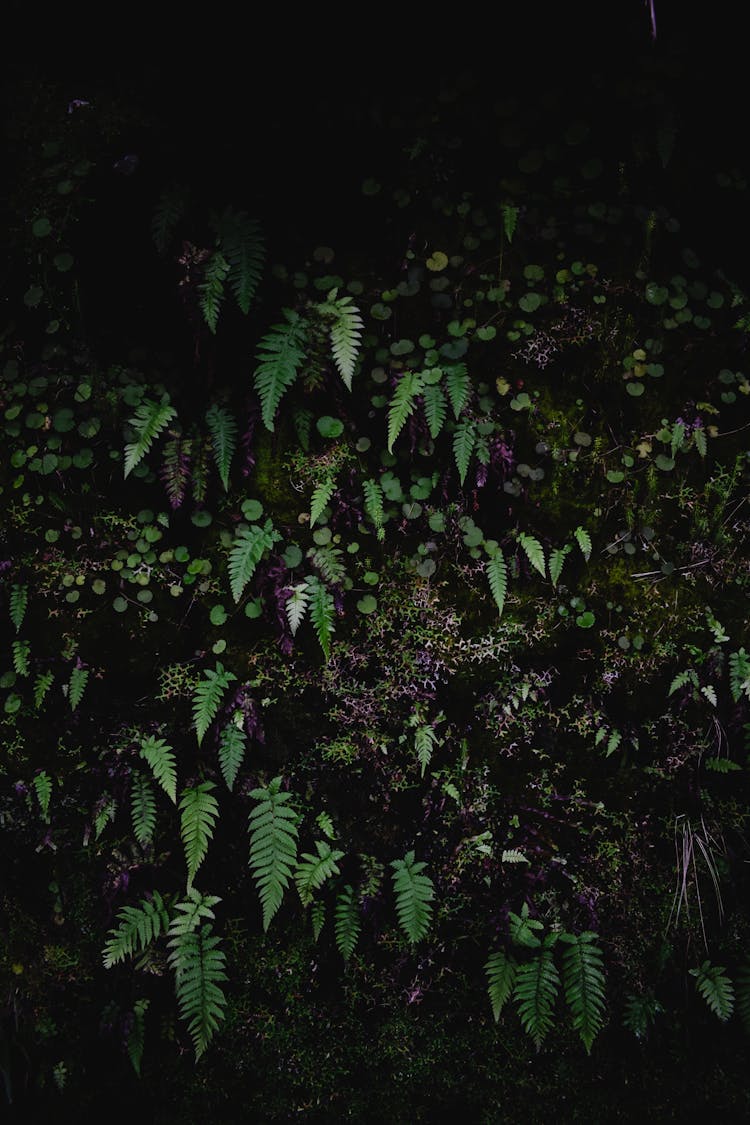 Green Plants On The Wall