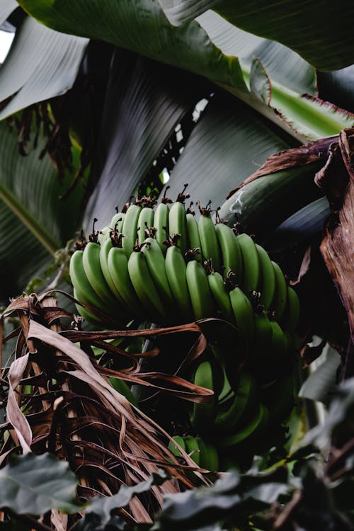 Free Close Up Photo of Green Bananas Stock Photo