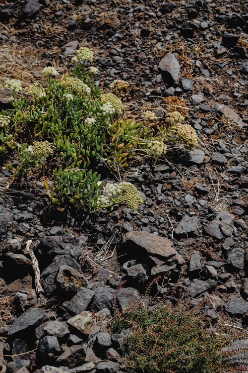 Planta Verde Y Amarilla En Terreno Rocoso