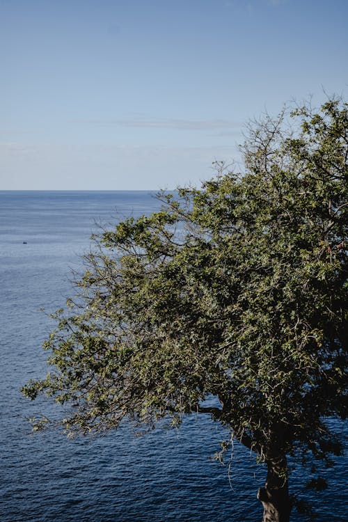 Δωρεάν στοκ φωτογραφιών με γαλάζιος ουρανός, δέντρο, θάλασσα