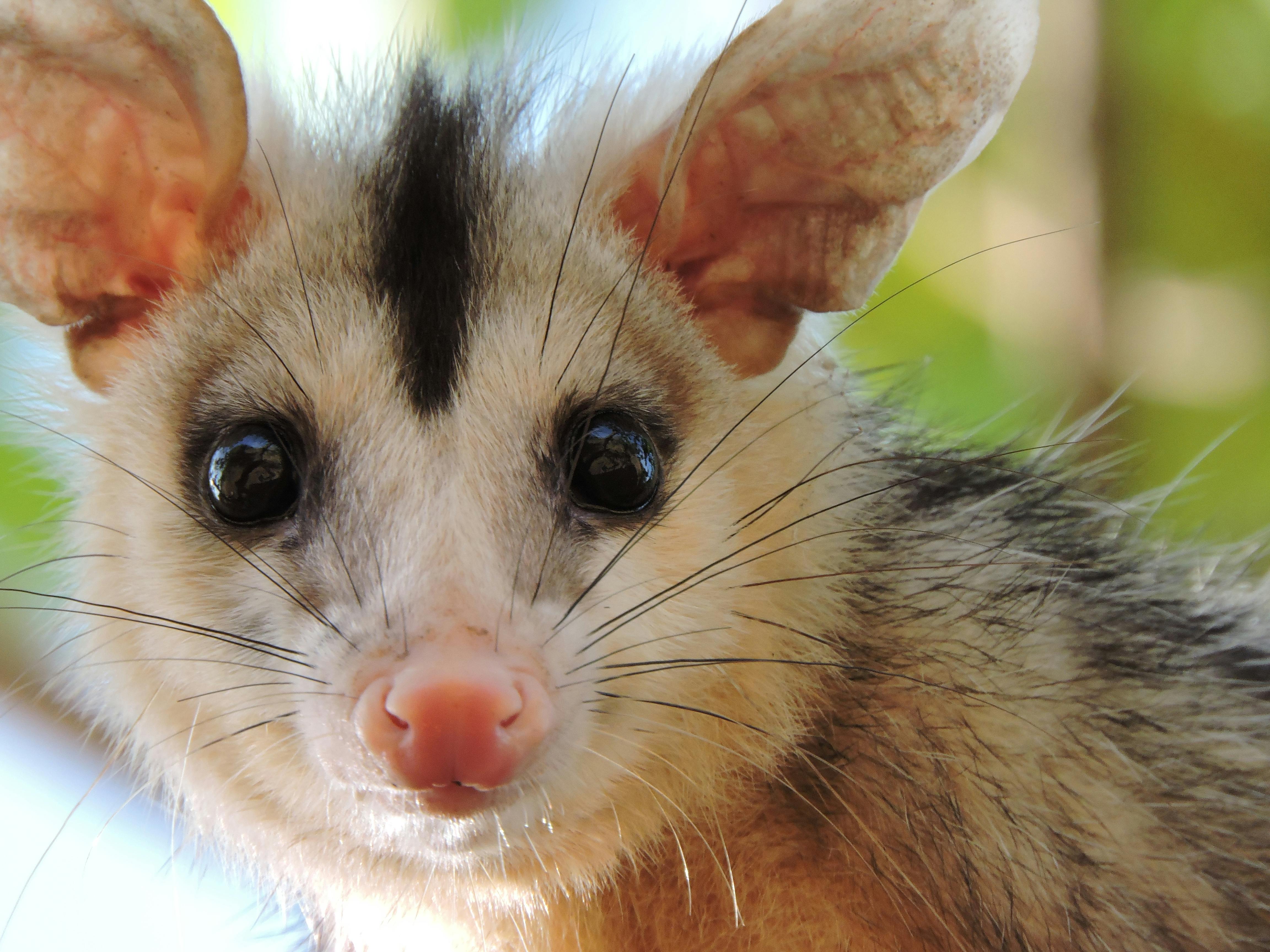 tiled opossum babs  Weasyl