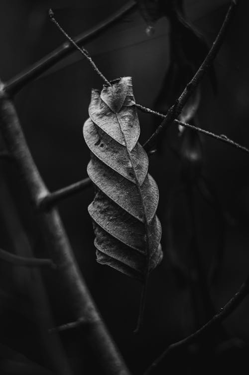 乾的, 分公司, 垂直拍摄 的 免费素材图片