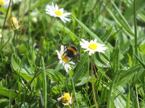 Free stock photo of bee, blade of grass, white daisy Stock Photo