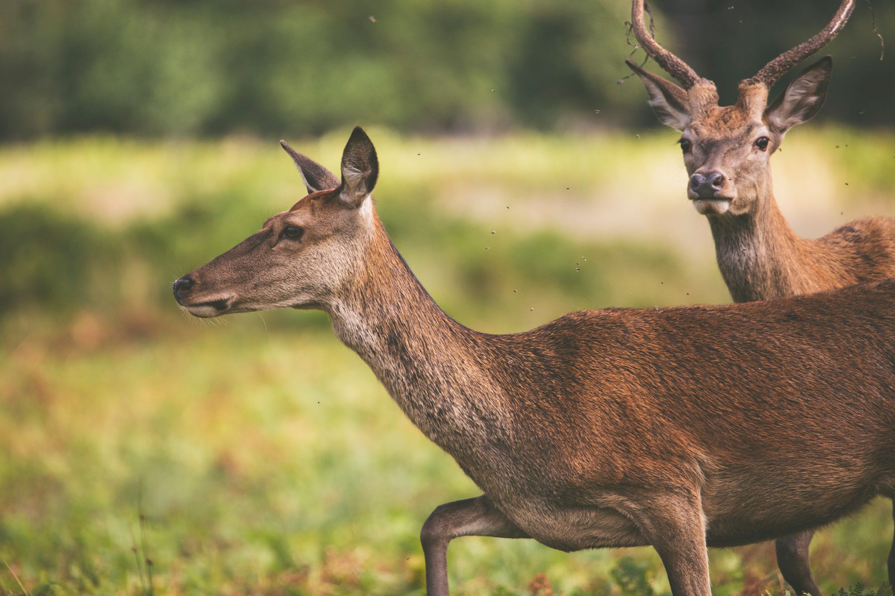 Photo d'ambiance de deux cerfs dans une prairie