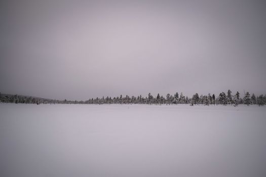 Picturesque scenery of empty snowy field near forest under gray cloudless sky in winter day