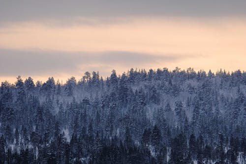 Scenic view of overgrown coniferous trees covered with snow under cloudy sky in evening in woods