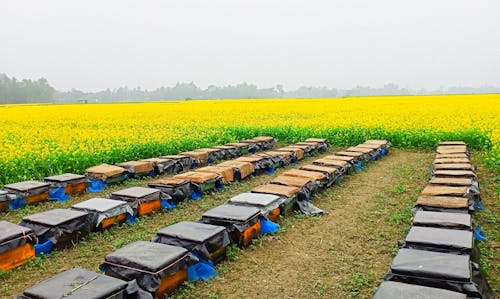 Foto profissional grátis de agricultura, arcas, campo de flores