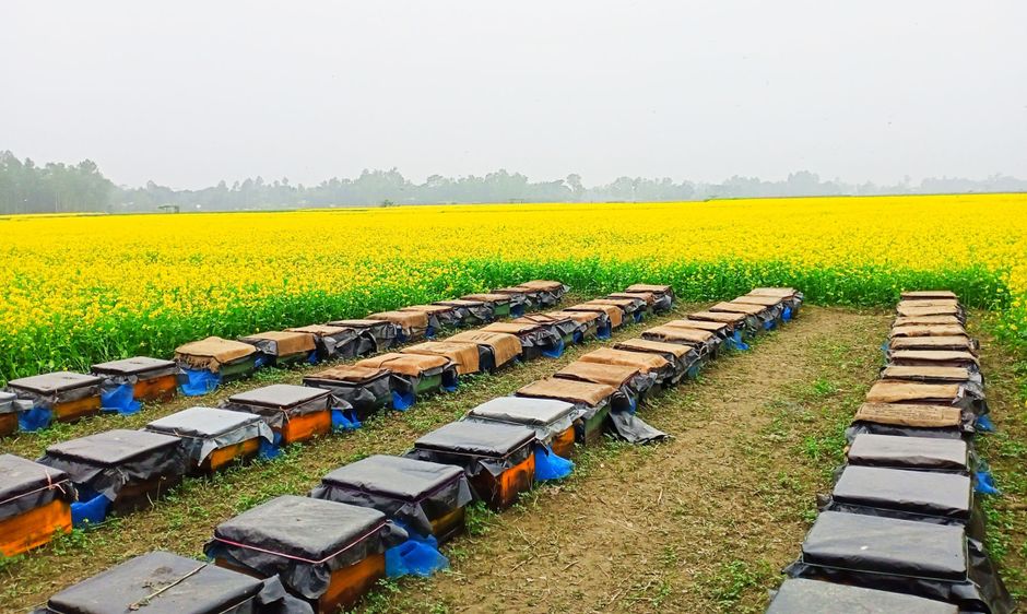 Rows of beehive boxes standing in a flowering field under a cloudy sky — a commercial honeybee farm