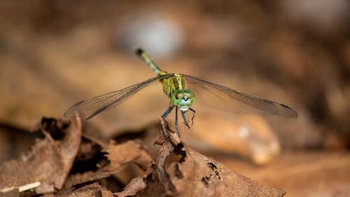 Free Green Dragonfly Perched on Brown Leaf Stock Photo