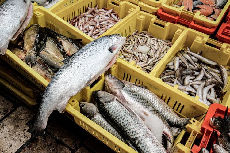 Variety Of Fish In Plastic Boxes