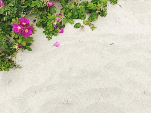 Purple Flowers With Green Leaves on White Sand