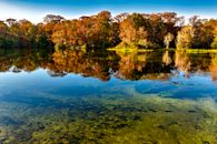 Green and Brown Trees Beside Body of Water