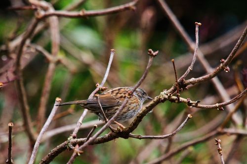Free A small bird delicately perches on a branch amidst a natural outdoor setting. Stock Photo