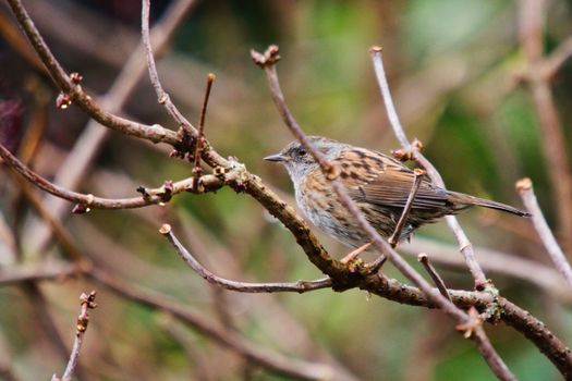 A Passerine Perched on a Branch