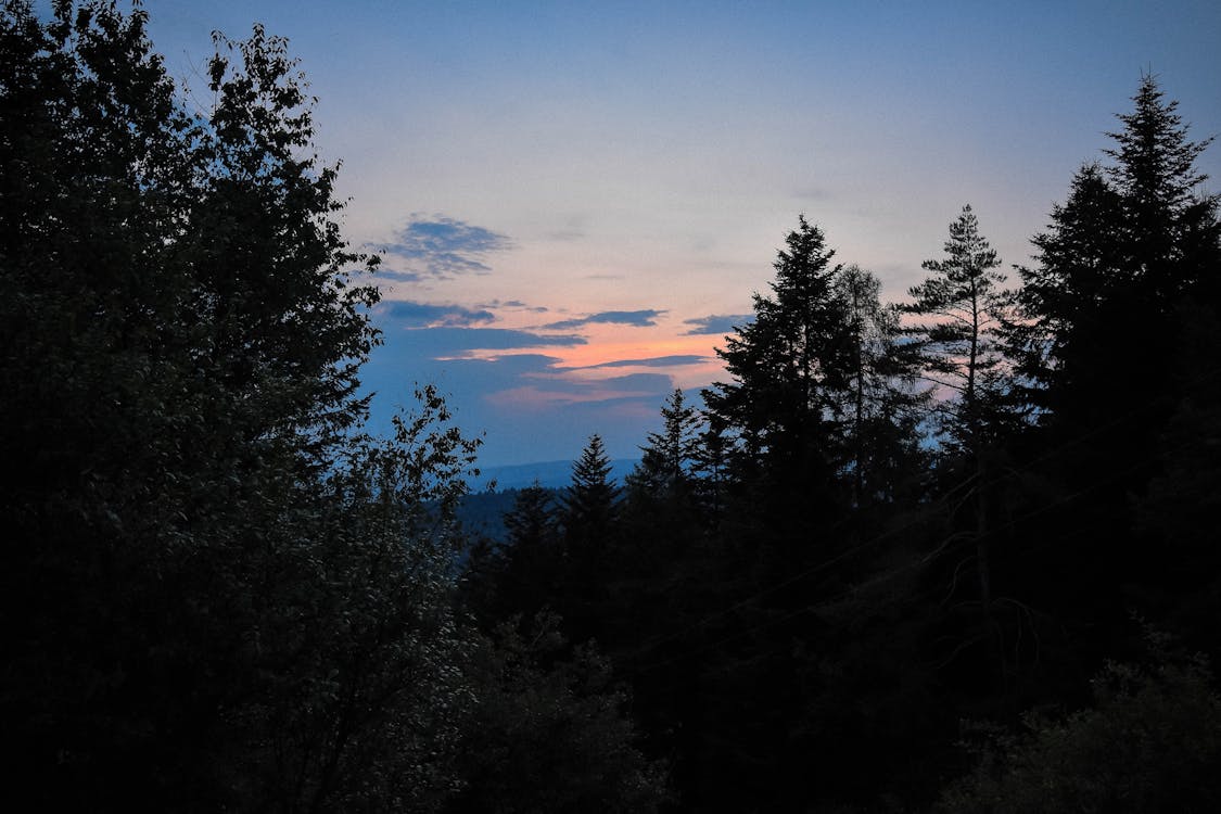 Fotobanka s bezplatnými fotkami na tému les, mraky, Nikon