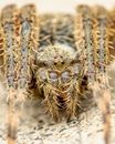 Dangerous Diadematus predatory spider on ground