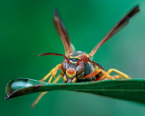 Wild wasp with antenna and gentle wings on fresh verdant leaf in green nature