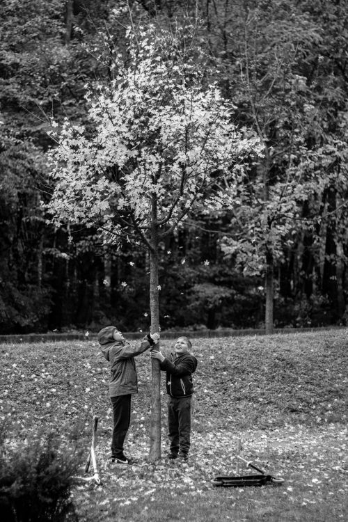 Free Two children engaging with a small tree in a grassy field. Stock Photo