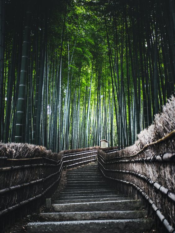 Kostenloses Foto zum Thema: arashiyama, arboleda de bamb de arashiyama,  asien, bambus, bambus bume, bambushain, bambusstiele, bambuswald,  beliebtes touristenziel, drauen, friedlich, friedvoll, fuweg, grnem  laub, japan, japanische kultur ...