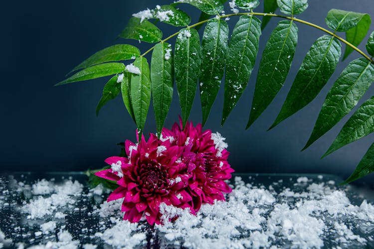 Dahlia Bouquet And Green Leaves Placed On Table Covered With Snow