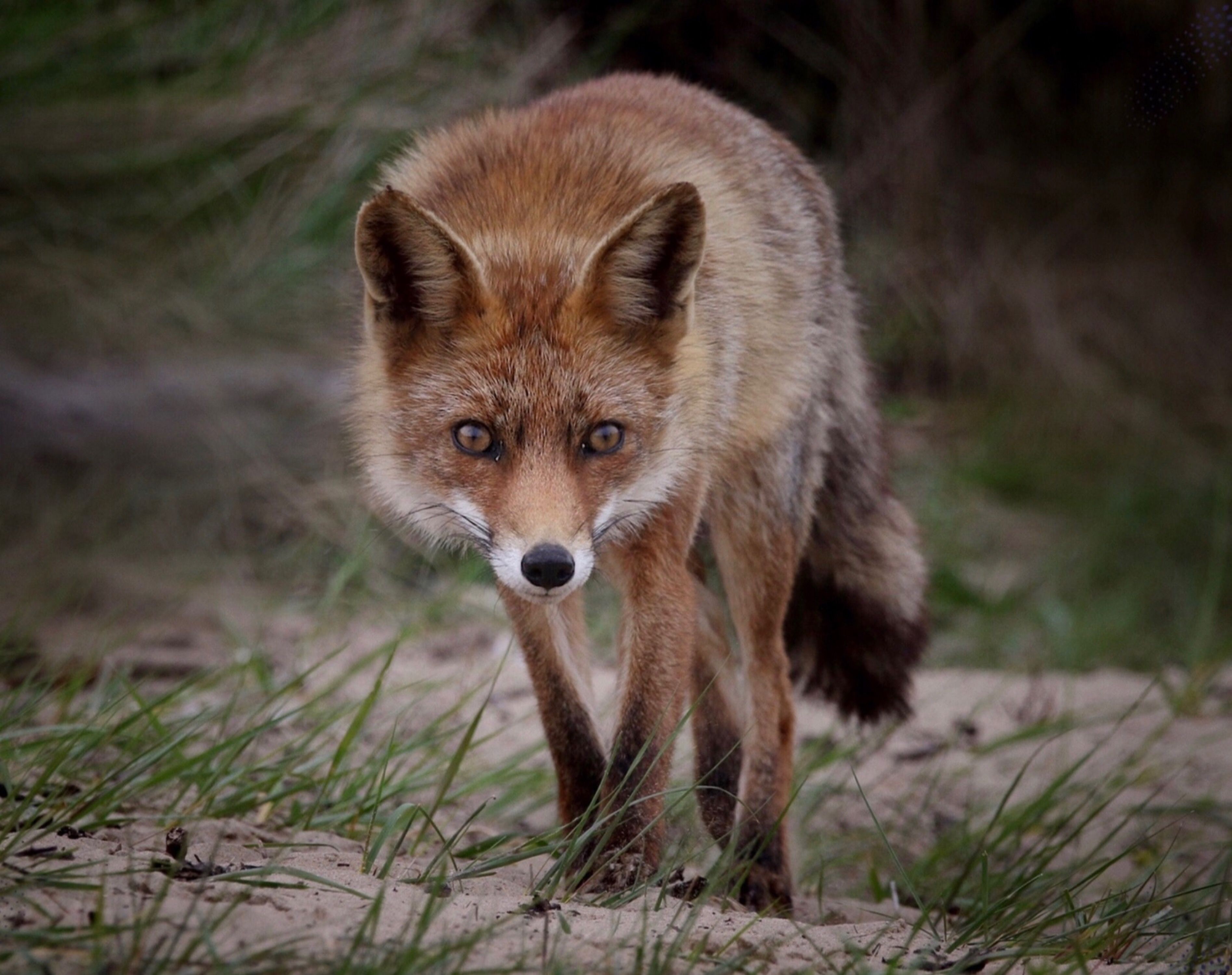 Close-up of Fox · Free Stock Photo