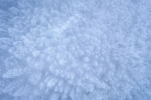 Blue and White Floral Textile
