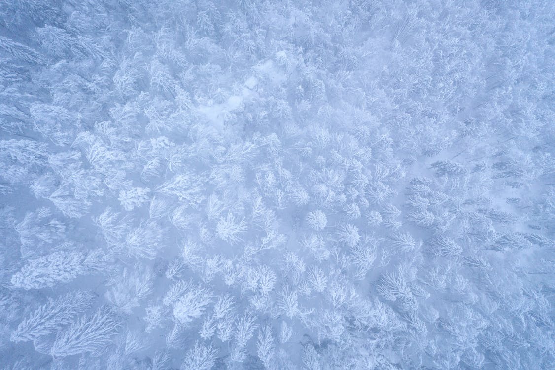 Drone Shot of a Forest Covered in Snow