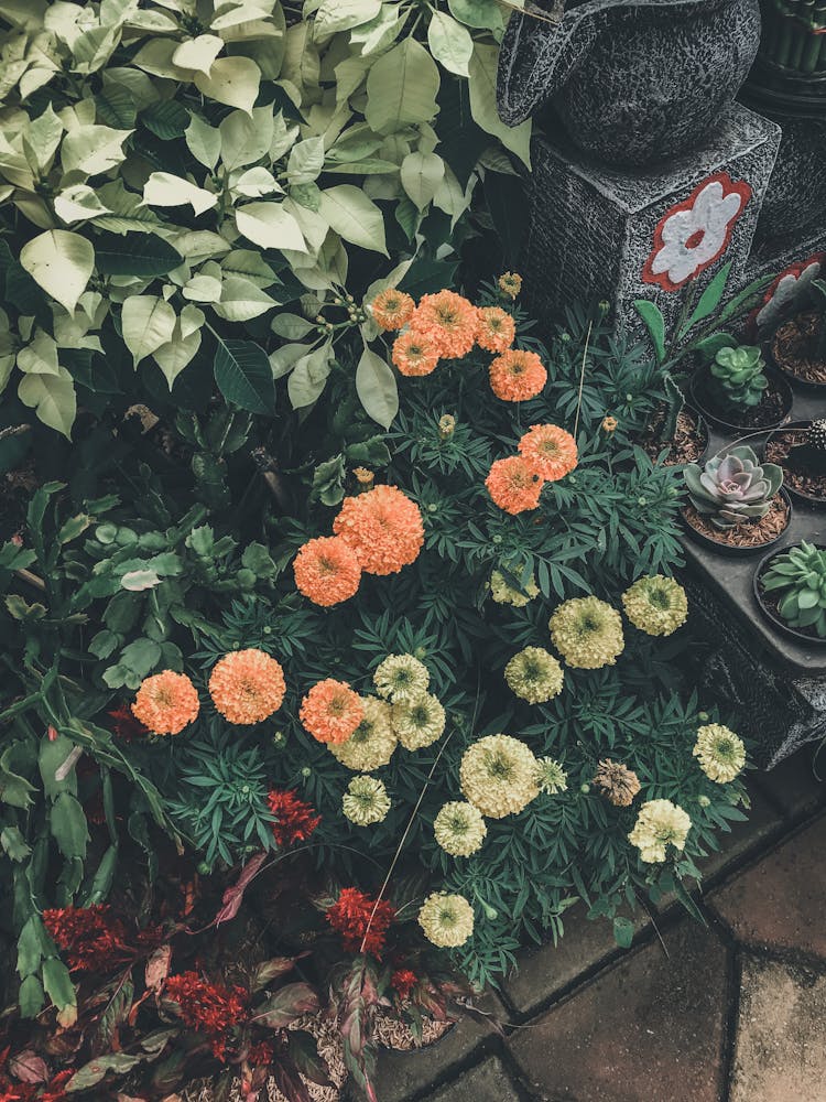 Cluster Of Flowers And Leafy Plants