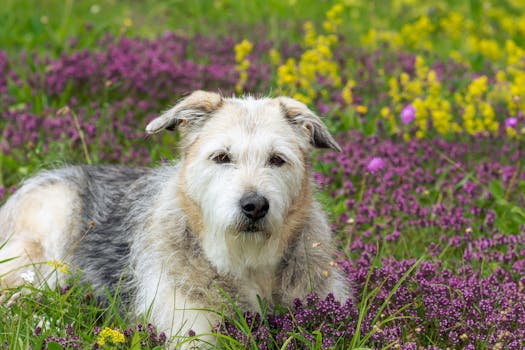 Glen of Imaal Terrier image image_2