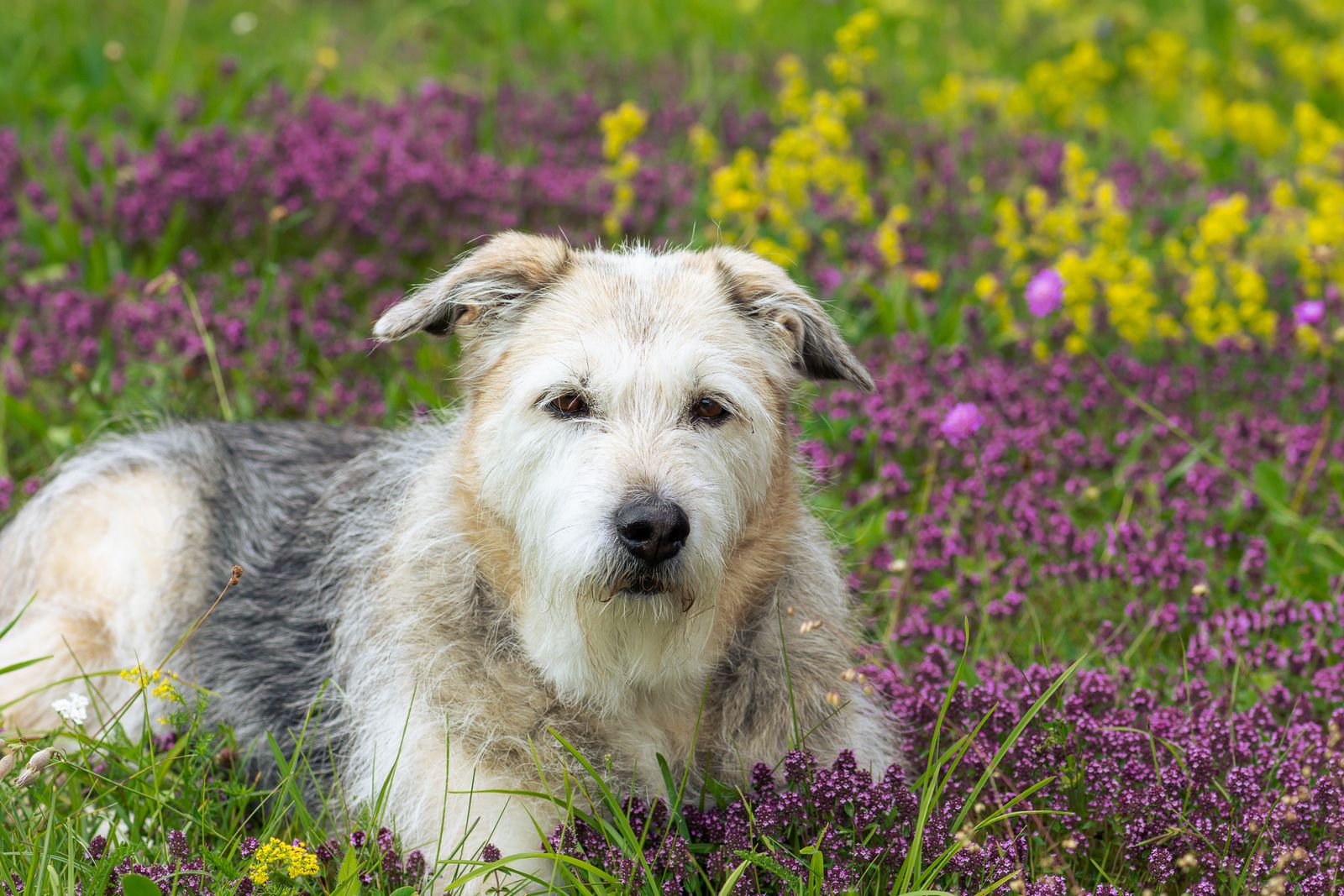 Glen of Imaal Terrier in a flower meadow, photo by fotoblend on Pexels