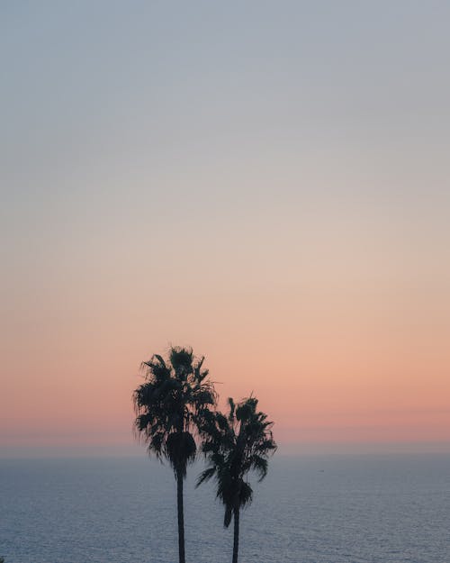 Silhouette of Palm Trees at Dusk 