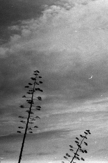 Dramatic black and white photo of silhouetted trees under a cloudy sky in Sicily.