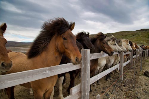 Herd of Horses on White Wooden Fence