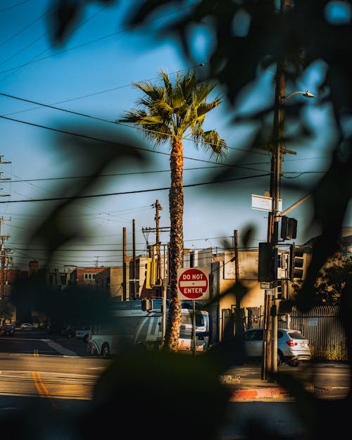 Palm Trees Along the Road · Free Stock Photo