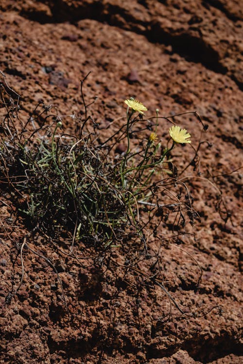 Yellow Flowers on Brown Soil