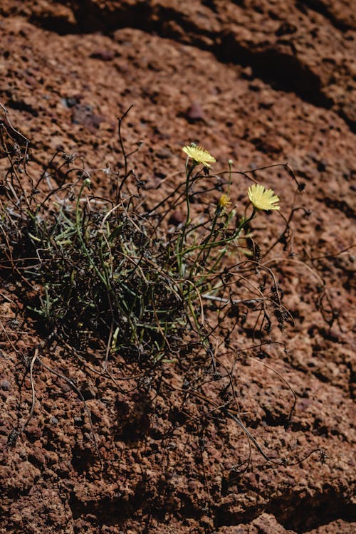 Gele Bloem Op Bruine Grond