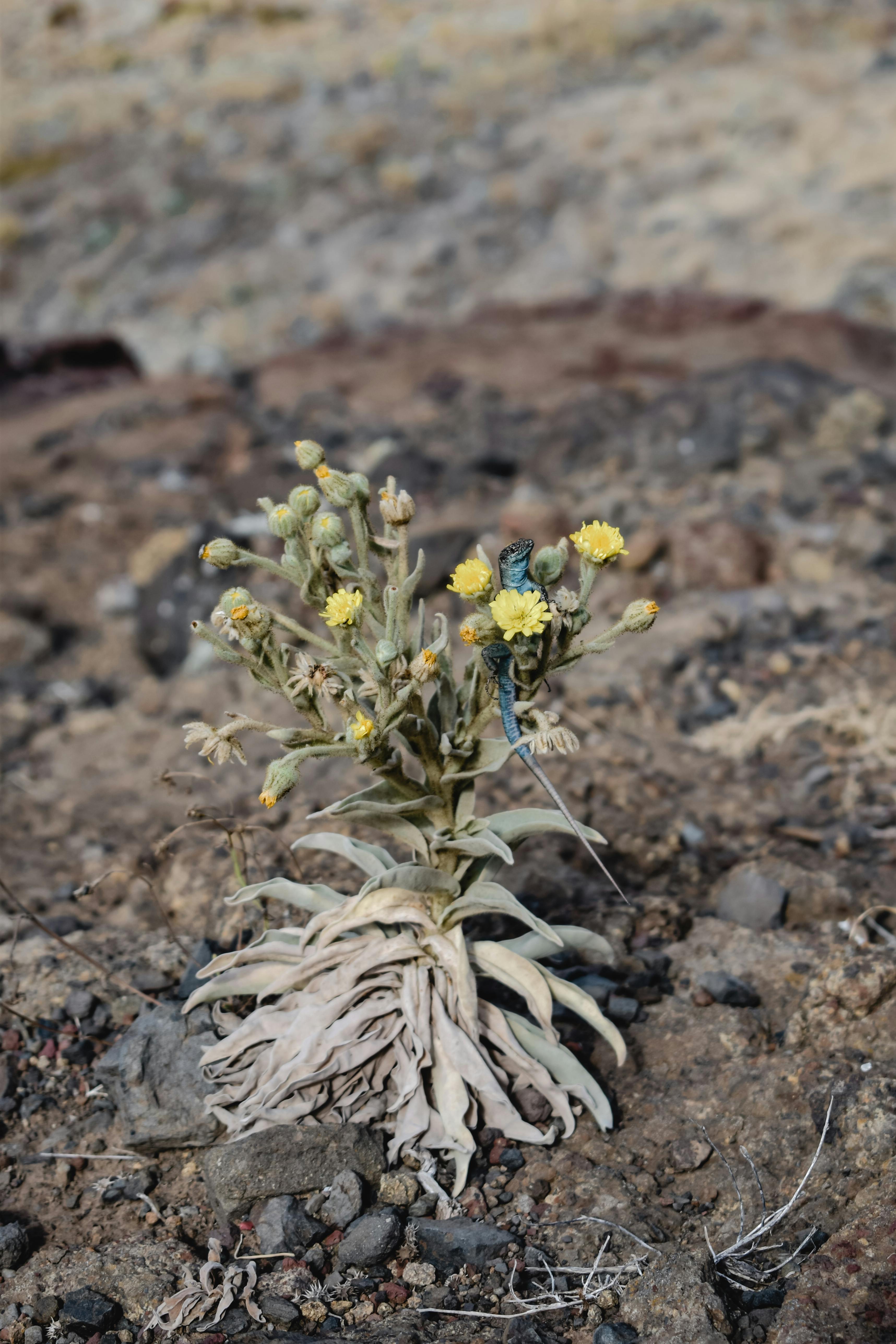 mediterranean herb natural habitat dry soil
