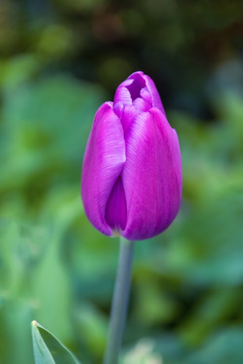 Purple Flower Bud of Tulip 