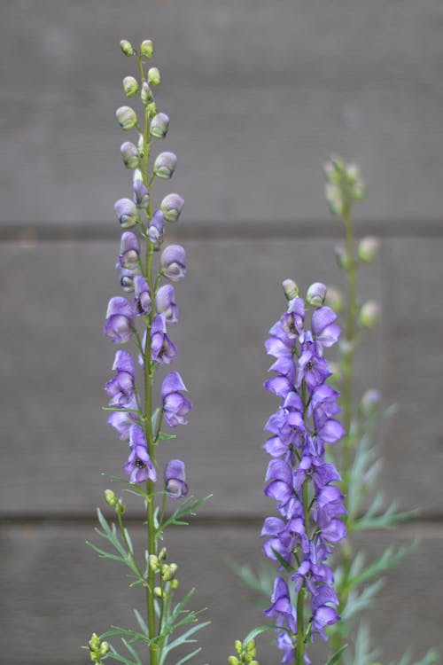Purple Flowers in Bloom in Tilt Shift Lens