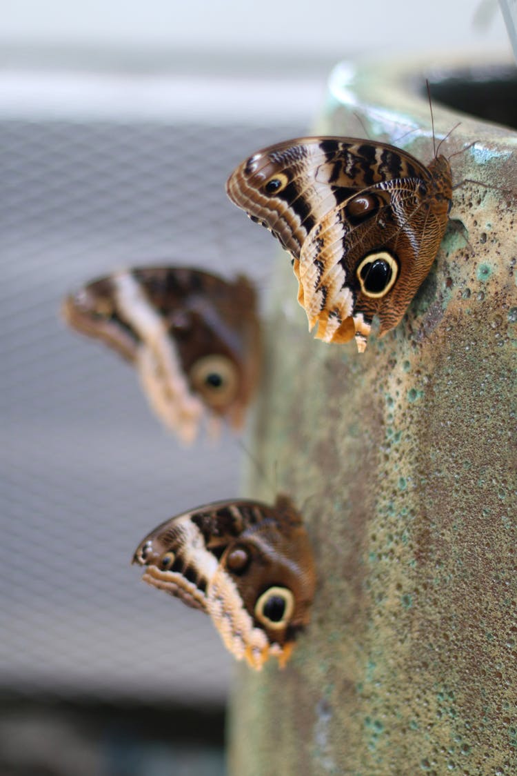 Brown And White Butterflies On Gray Surface