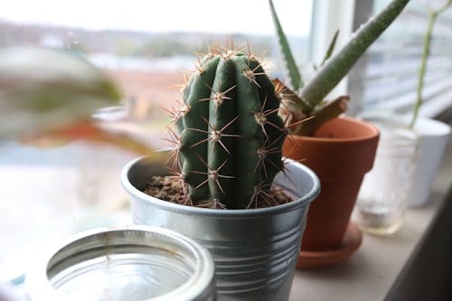 Free Green Cactus Plant in Gray Metal Pot Stock Photo