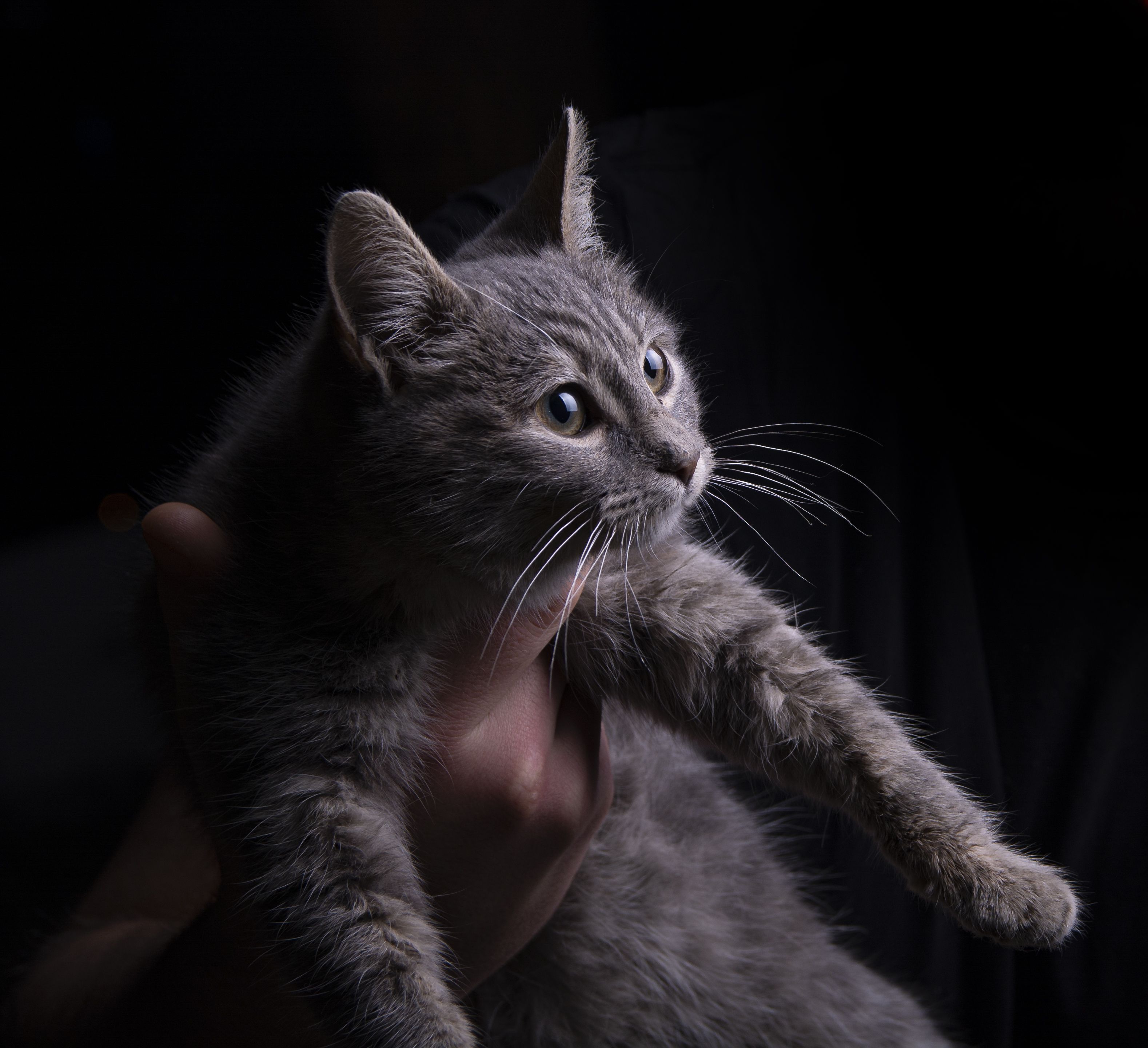 Portrait of a cat at a veterinary clinic
