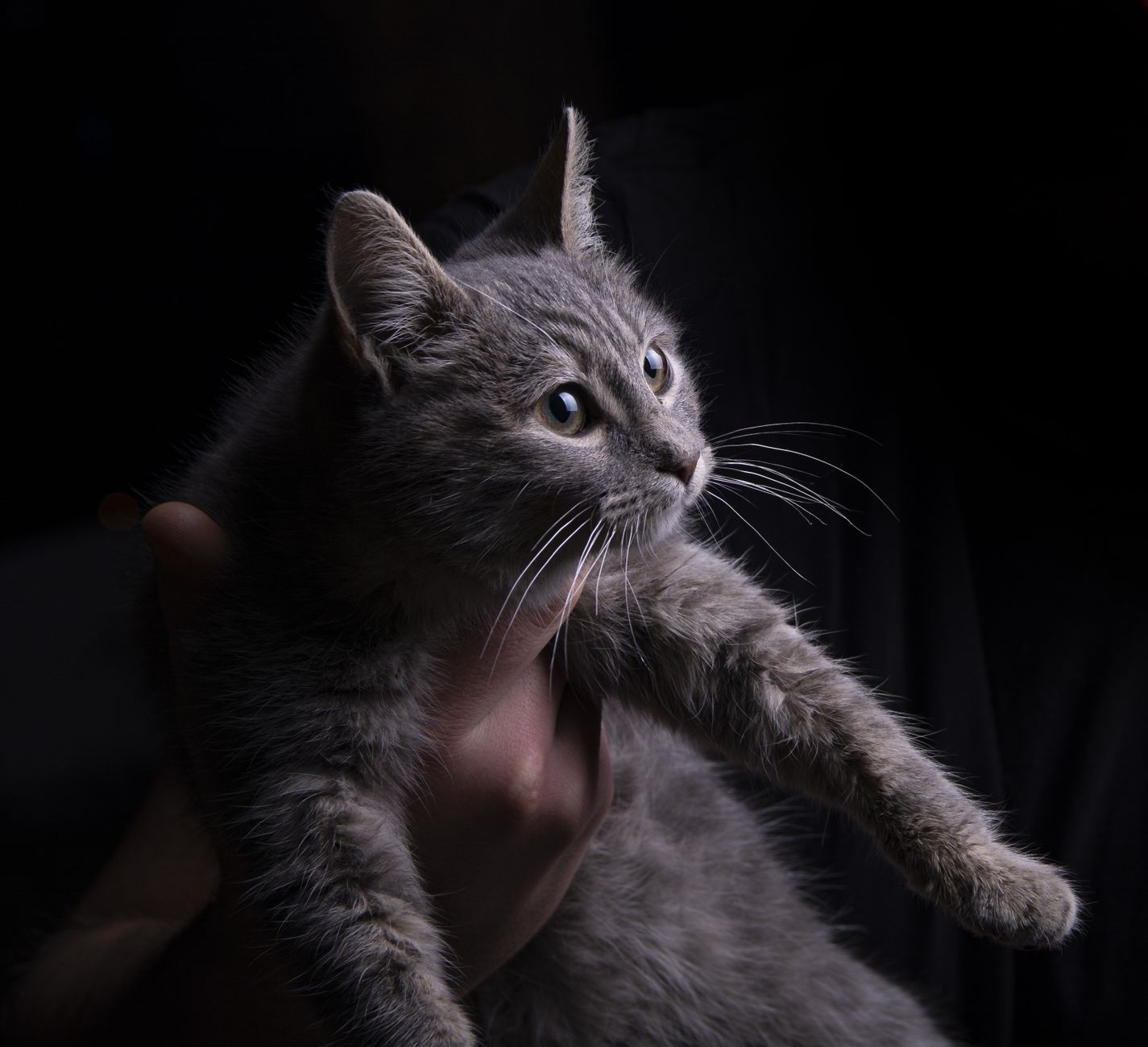 Portrait of a cat at a veterinary clinic