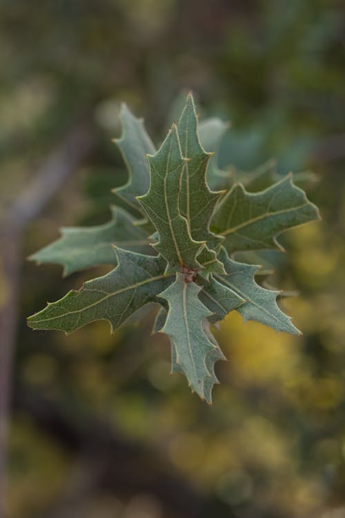 Green Leaves in Close Up