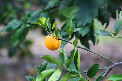 Close-Up Photo of a Citrus Fruit