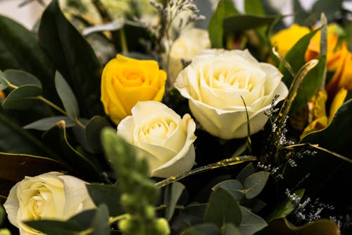 Free White and Yellow Roses in Bloom Stock Photo